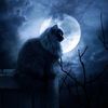 cat blue moon