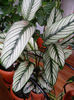 CALATHEA WHITE STRIP