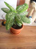 DIEFFENBACHIA PINCTA EXOTICA