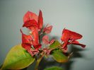 DSC06099