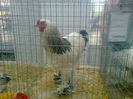 Expo Sannicolau 001