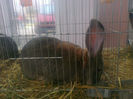 Expo Sannicolau 006