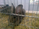Expo Sannicolau 009
