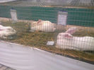 Expo Sannicolau 016