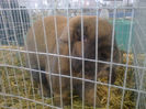 Expo Sannicolau 027