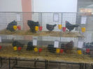 Expo Sannicolau 083