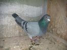 belgian mascul