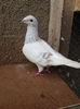 Picture 026
