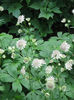 450px-Astrantia_major02