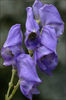 aconitum%20napellus
