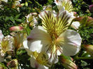 Alstromeria-Princess-Alexandra
