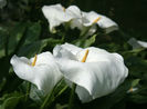 arums