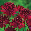 astrantia major venice