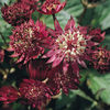 astrantia ruby cloud