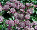 Astrantia%20major%20Rubra