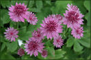 astrantia%20roma
