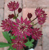 Astrantia%20Star%20of%20Summer