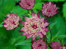 astrantia