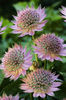 Astrantia_Florence740161_copy