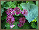 astrantia_lumipallotarha