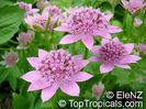Astrantia_major178el
