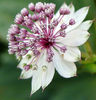 Astrantia-1