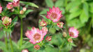 Astrantia-Roma_LW