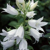 CAMPANULA%20LATIFOLIA%20ALBA