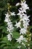 campanula%20latifolia