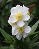 carpentaria%20californica