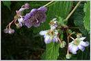 deinanthe%20caerulea