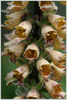 digitalis%20ferruginea