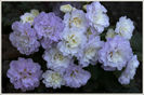 doubleprimrose2