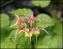 epimedium