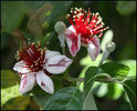 feijoa%20sellowiana