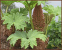gunnera%20manicata