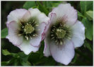 helleborus%20hybrida%20picotee