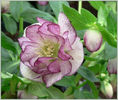 helleborus%20hybridus%20double%20picotee