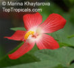 Hibiscus_unknown3Mkh