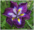 iris%20ensata1