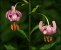 martagonlily