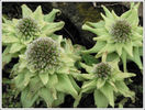 petasites