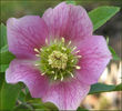 pinkveinedhellebore