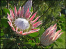 protea%20cynaroides
