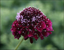 scabiosa%20ace%20of%20spades%20type