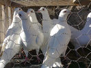 Photo0195