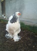 IMG069(4)