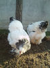 IMG071(2)