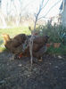 IMG079(2)