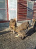 IMG081(3)